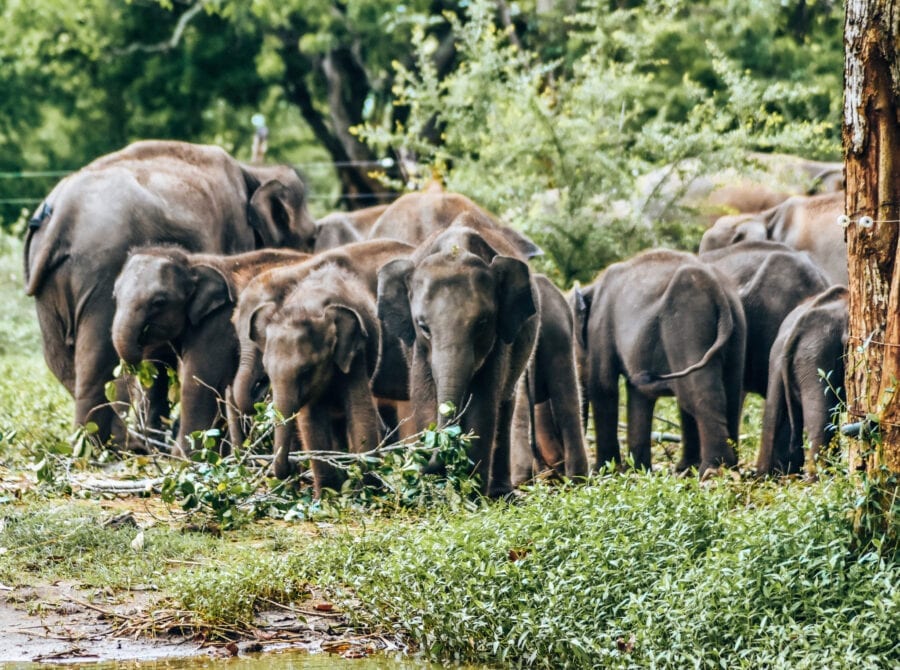 Elephants, Places in Sri Lanka