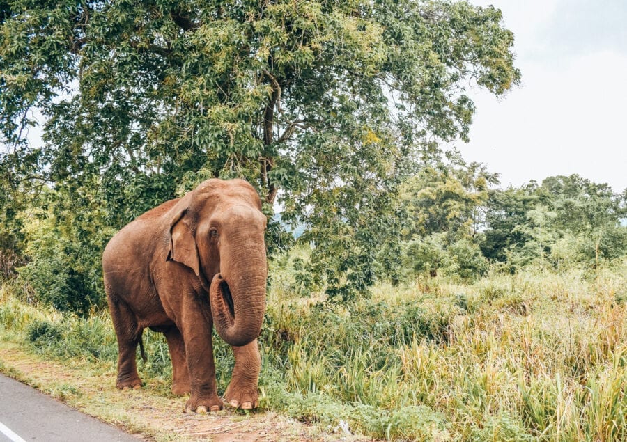 polonnaruwa ancient city, Elephants Freely roaming.