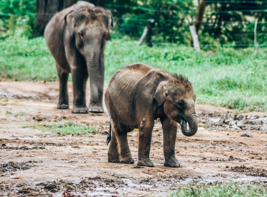 Elephant Transit, Places in Sri Lanka