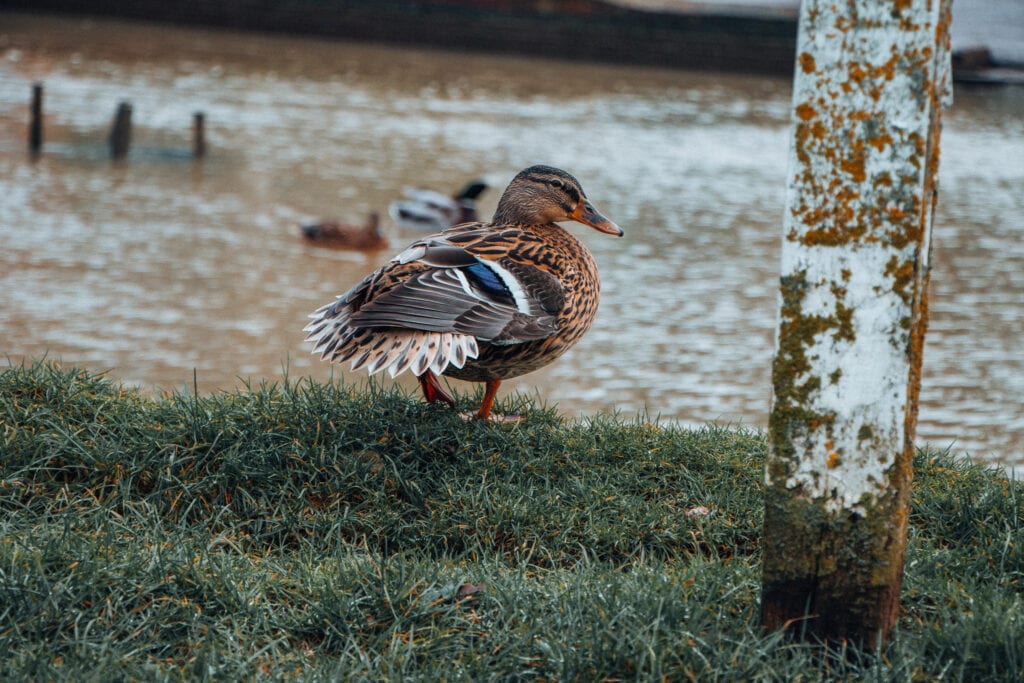 Finchingfield ducks, best villages in England