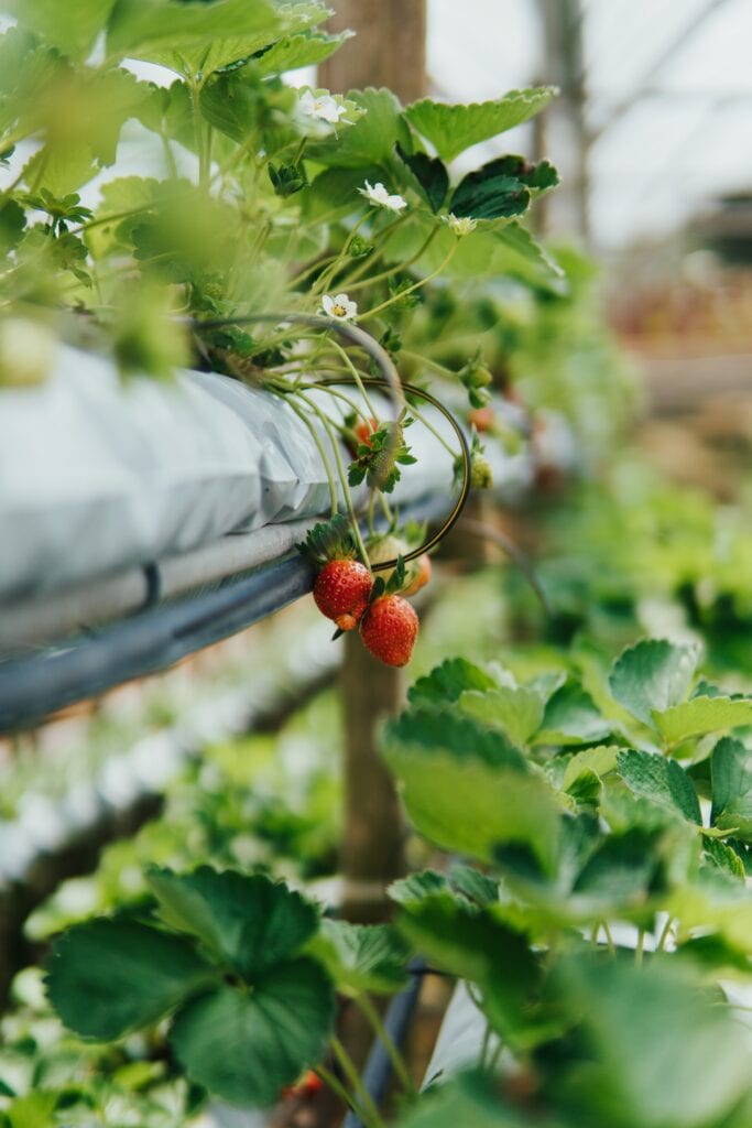 Strawberry fram in Nuwara Eliya, Things to do in Nuwara Eliya