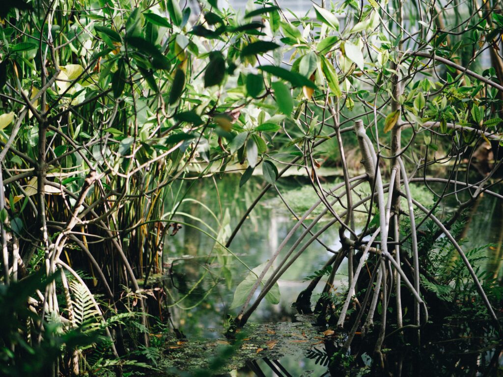 Nusa Lembongan Mangrove Forest Tour. Best things to do in Nusa Lembongan.